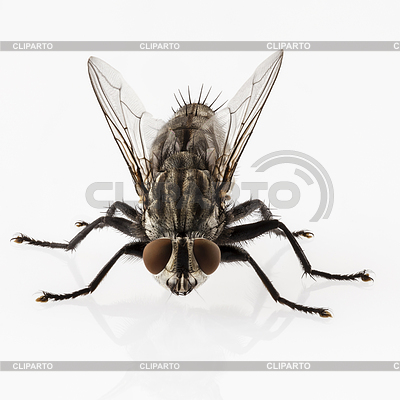 Flesh Fly Species Sarcophaga Carnaria Isolated On White Background