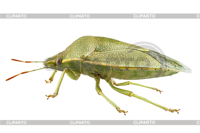Green Shield Bug Species Palomena Prasina In High Definition With    