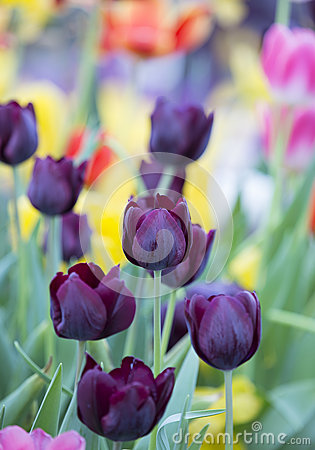 Tulip  Queen Of Night  Stock Photos   Image  29905123