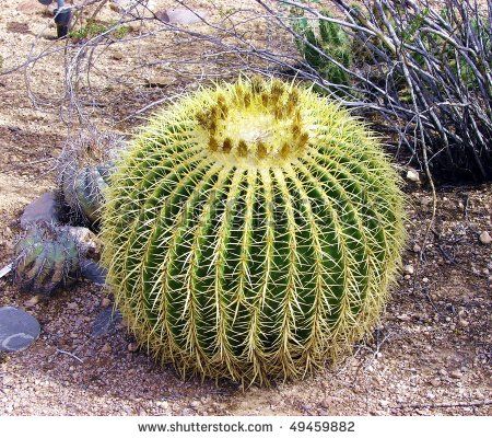 Barrel Cactus Desert Plant   Little Treasures 1   Succulents Sedum