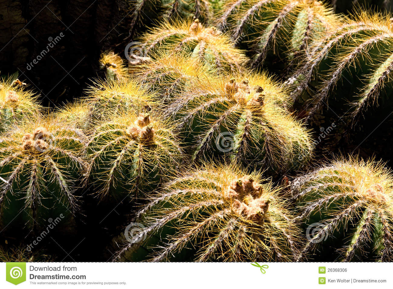 Barrel Cactus Royalty Free Stock Image   Image  26368306