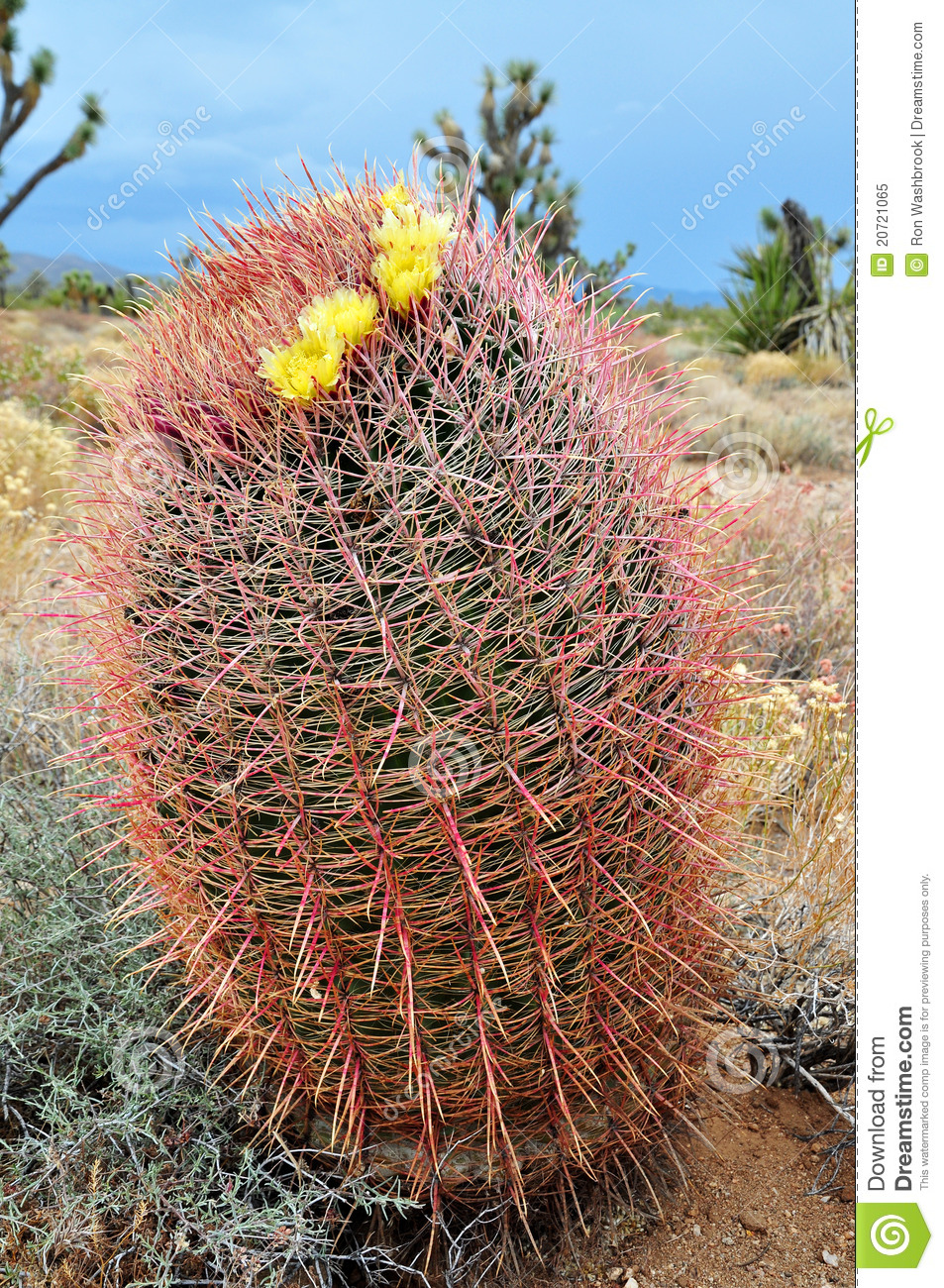 Barrel Cactus Royalty Free Stock Photo   Image  20721065