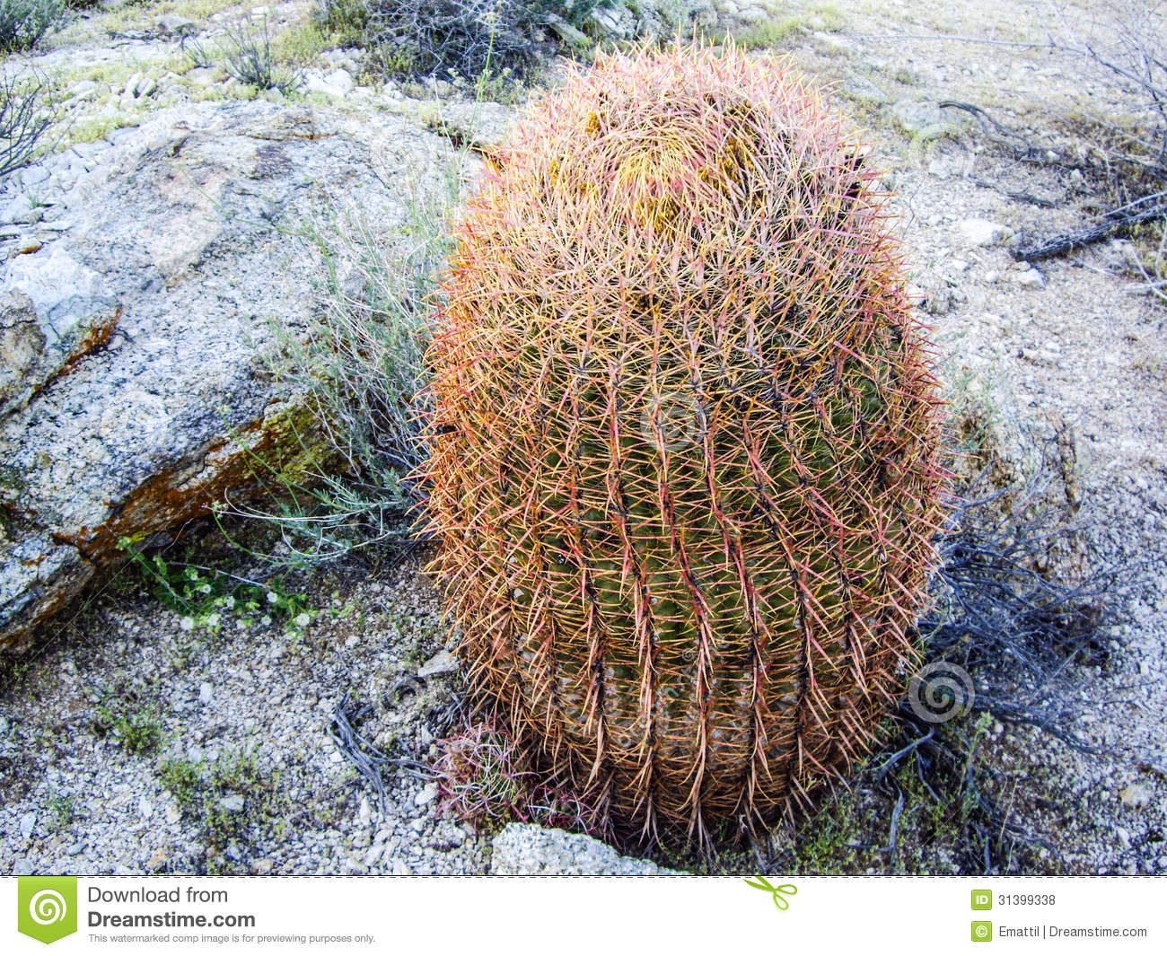 Barrel Cactus Royalty Free Stock Photos   Image  31399338