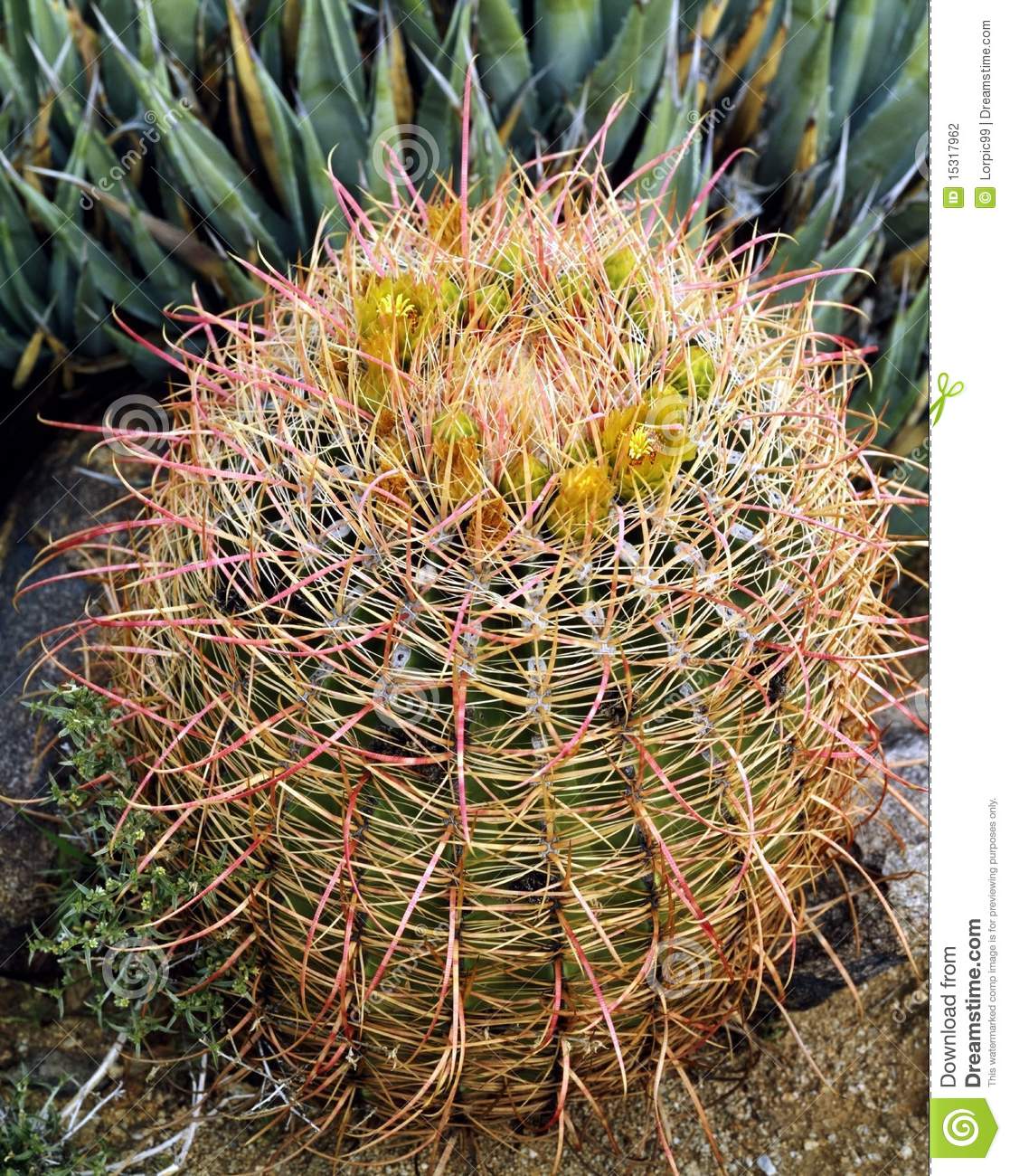Barrel Cactus Stock Photography   Image  15317962