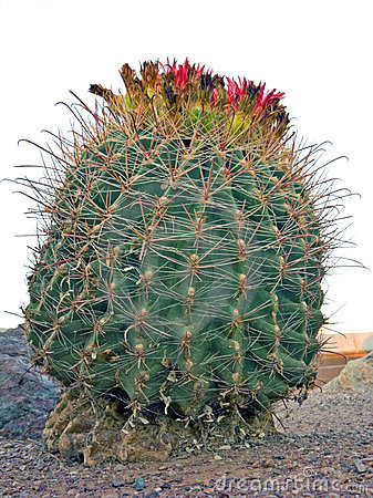 Blooming Arizona Barrel Fishhook Cactus With Green And Yellow Fruits