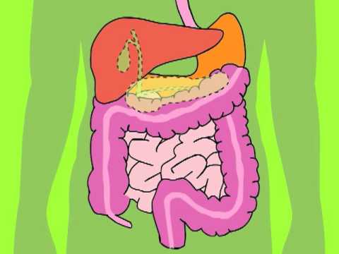 Digestive System   Youtube