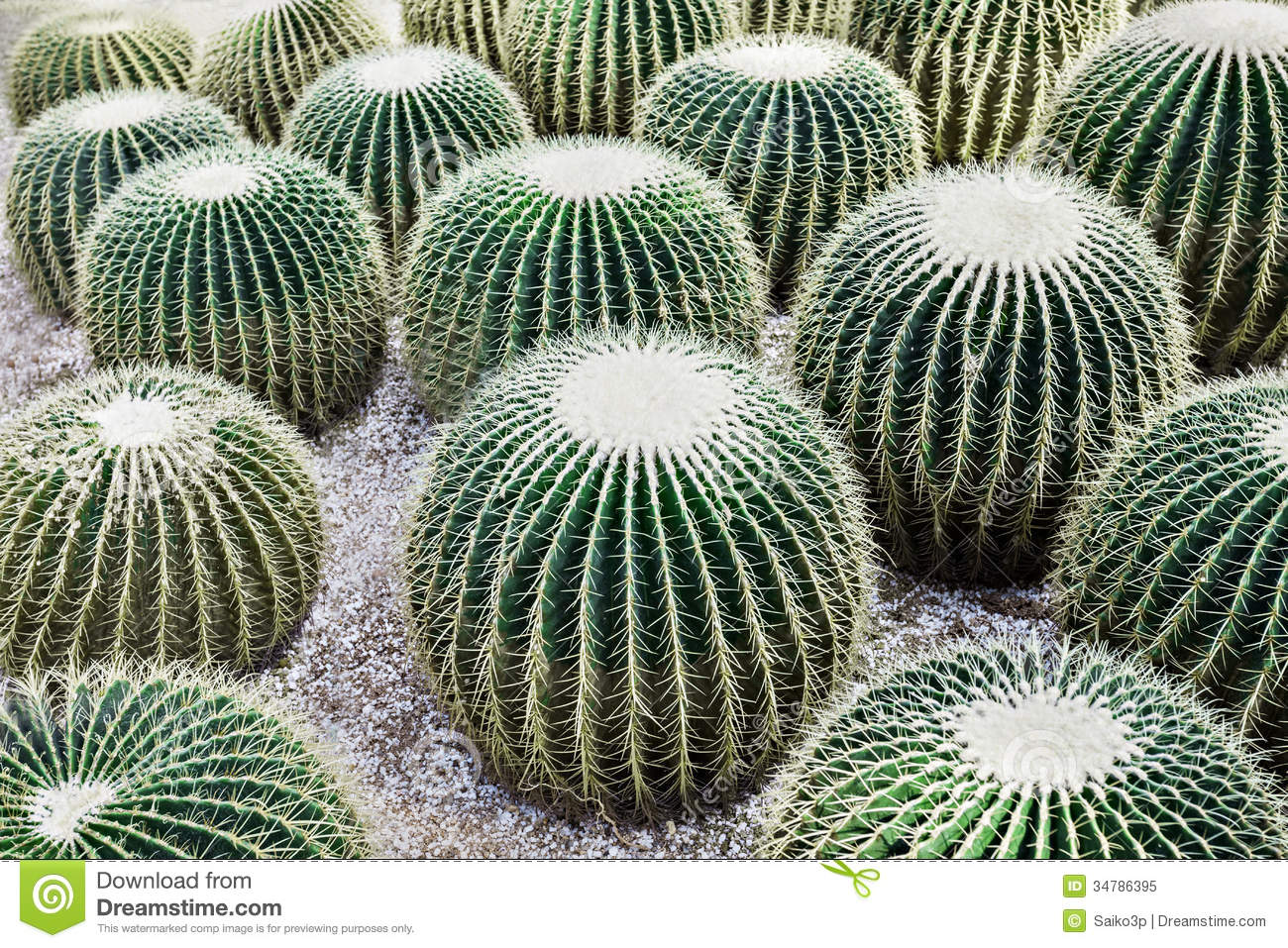 Echinocactus Grusonii Popularly Known As The Golden Barrel Cactus