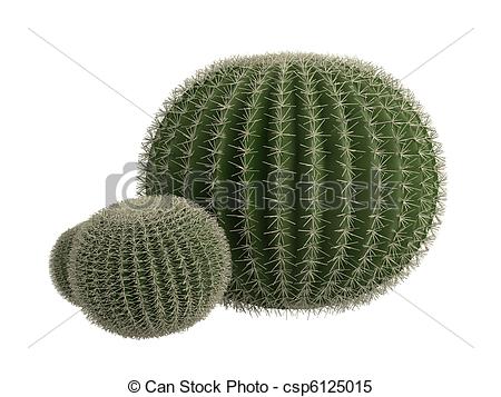 Golden Barrel Cactus Or Latin Echinocactus Grusonii Isolated On White