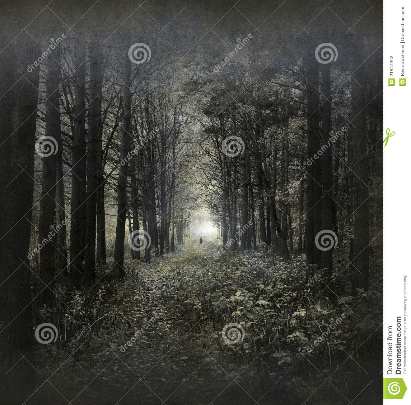 Mysterious Forest Trail Among The Dark Trees  Grunge Processing