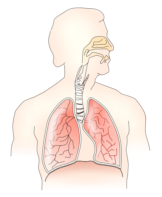 Respiratory System 2   Http   Www Wpclipart Com Medical Anatomy Lungs