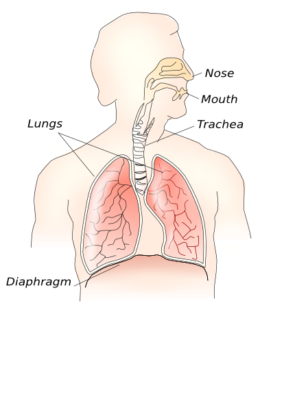 Respiratory System Clip Art At Clker Com   Vector Clip Art Online