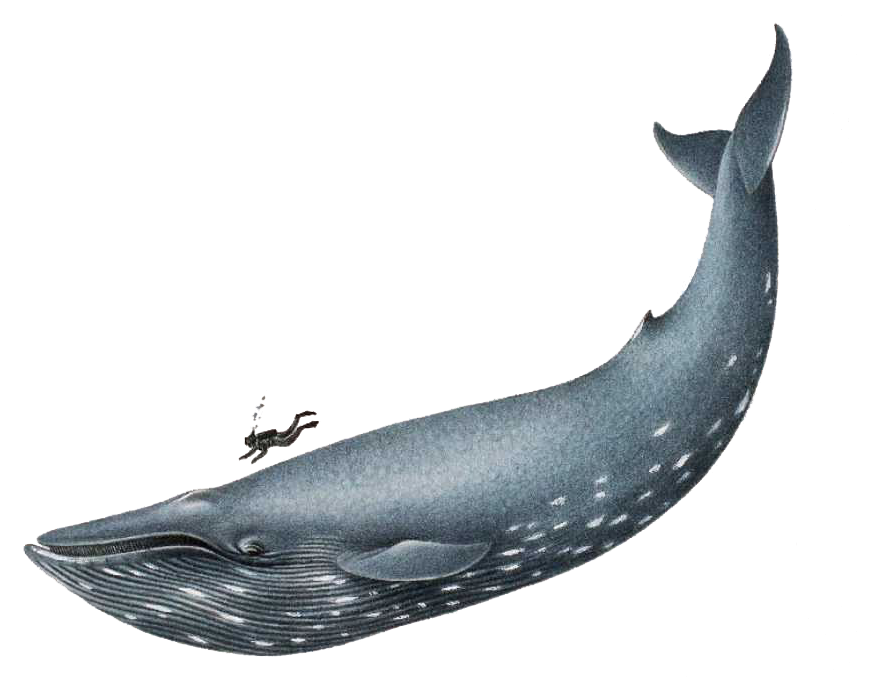 Blue Whale Pictures   Clipart Panda   Free Clipart Images