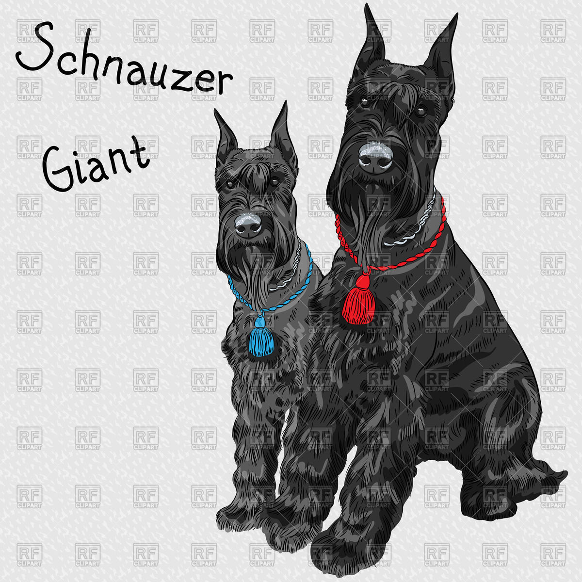 Couple Of Sitting Dogs   Giant Schnauzer In Color Black 43795