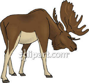 Giant Brown Moose   Royalty Free Clipart Picture