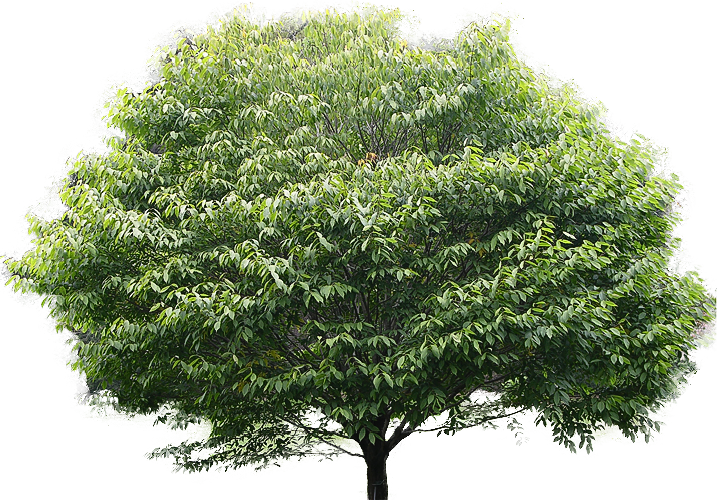 Hornbeam Maple Dogwood Banyan Oak 1 Oak 2 Oak 3 Oak 4 Red Maple    
