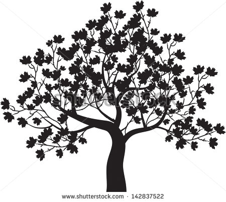 Maple Tree Branch Stock Photos Images   Pictures   Shutterstock