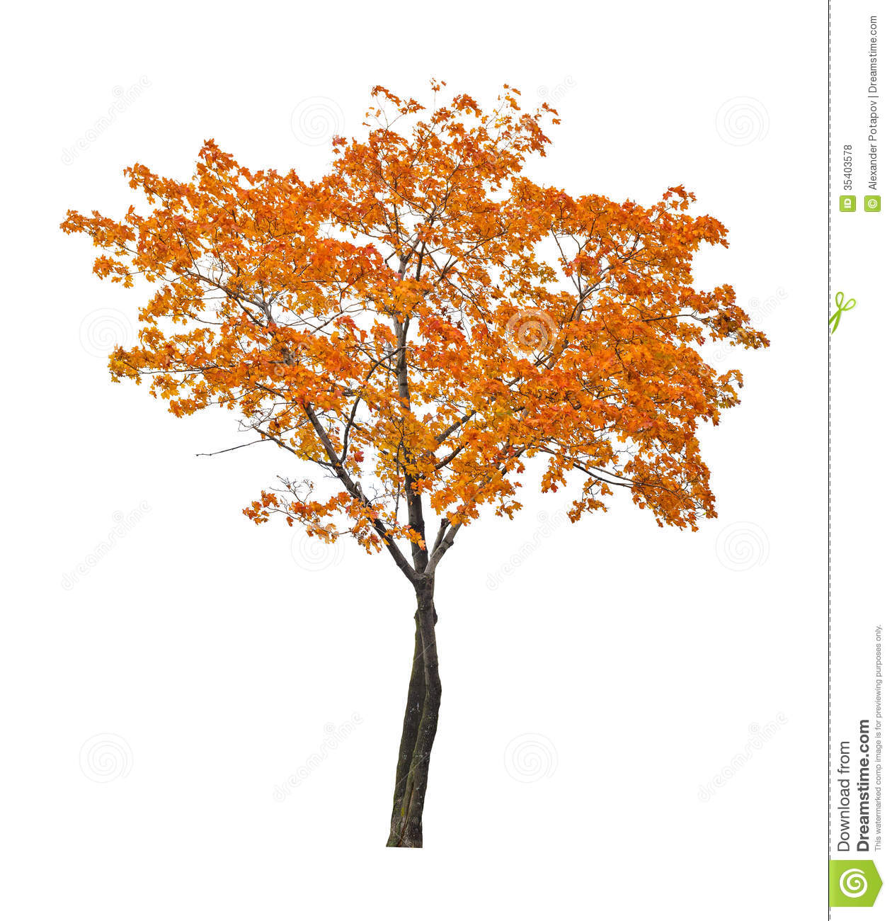 Maple Tree Clipart Free Orange Fall Maple Tree