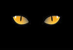 Orange Cat Eyes In Dark Night Fairy Night Background With