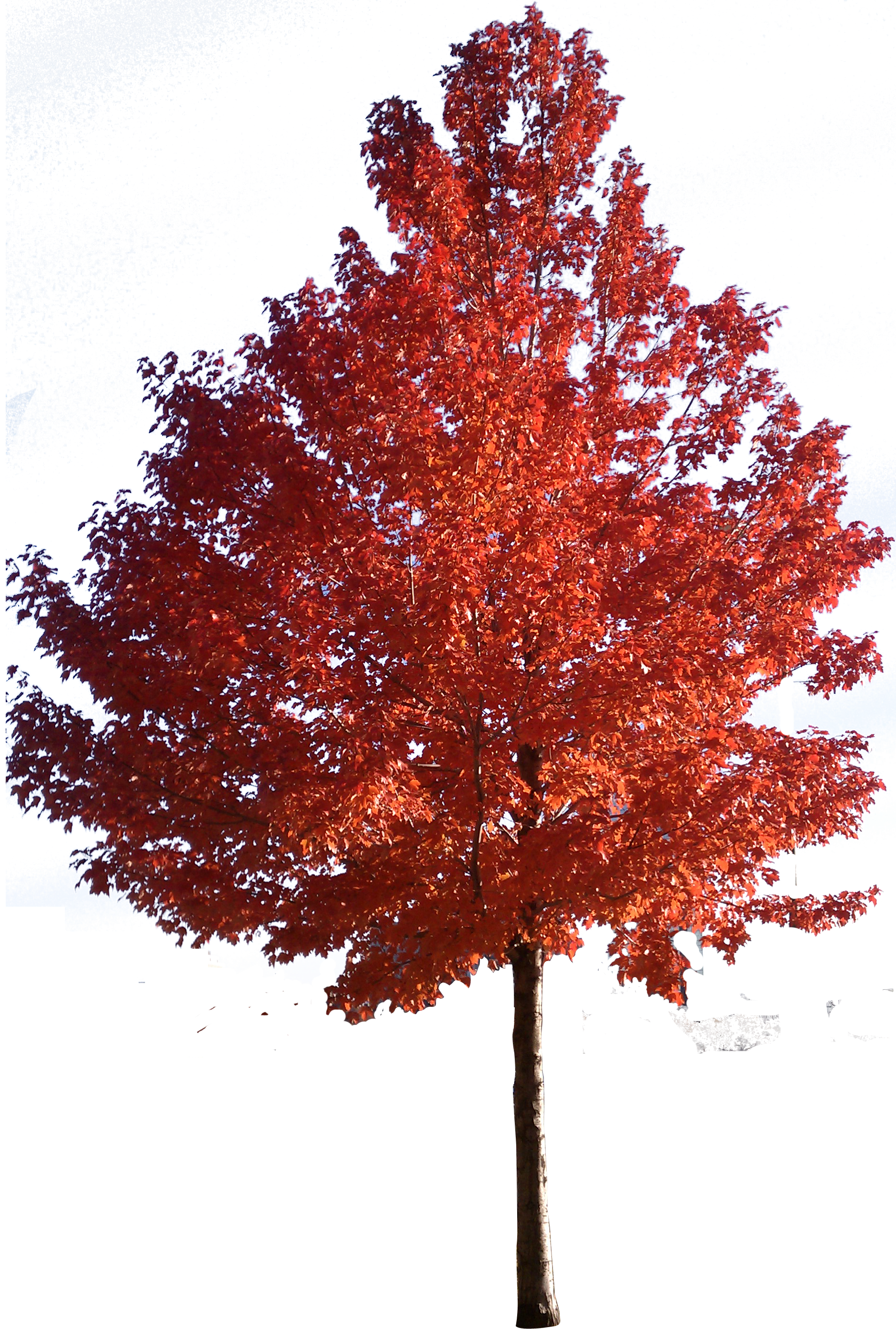 Red Maple Tree Http   Www Photographic Clipart Com Trees2 Html