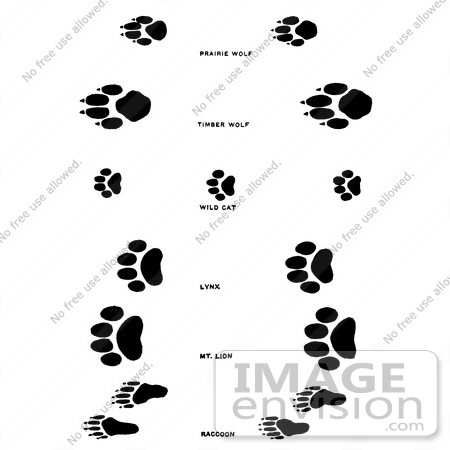 Royalty Free Clipart Illustration Of Wolf Wildcat And Raccoon Tracks