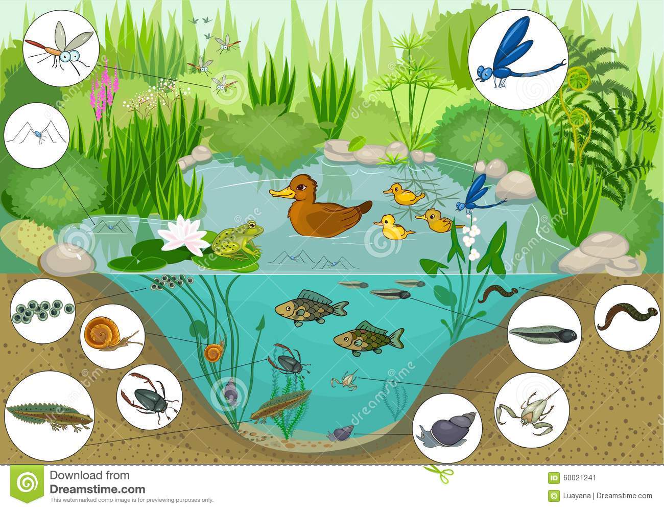 At The Pond Stock Vector   Image  60021241