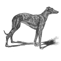 Clip Art Greyhound