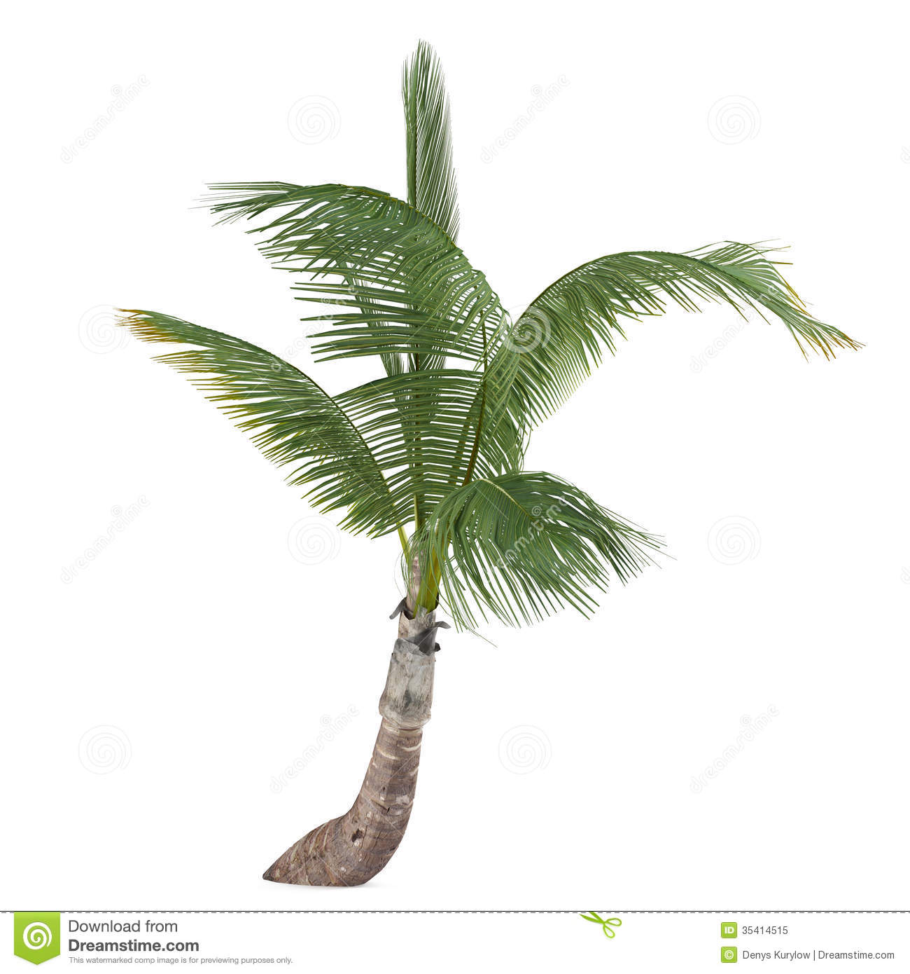 Coco Palm Tree Isolated  Cocos Nucifera Royalty Free Stock Photo    
