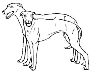 Greyhound Brace Outline Views 127 Added Sep 04 2014 Greyhound