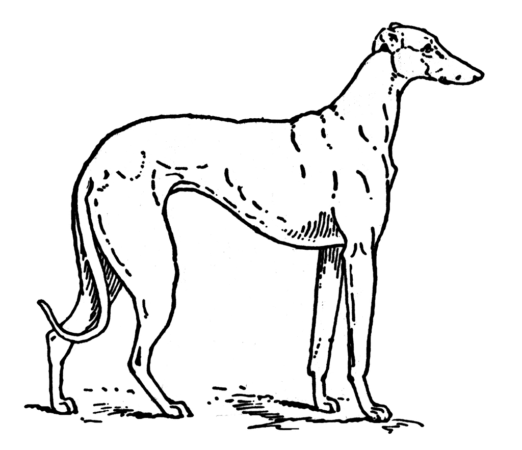 Greyhound   Clipart Etc