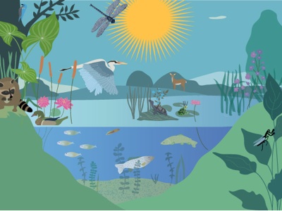 How Does A Healthy Pond Ecosystem Sustain So Many Living Things