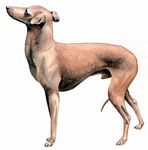 Italian Greyhound Views 149 Added Sep 07 2014 Greyhound Sweet