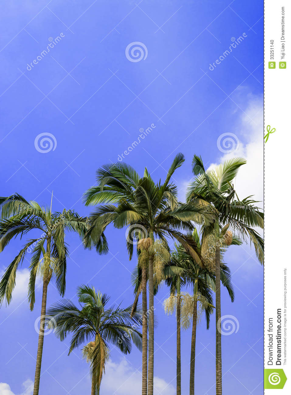 Palm Coco Plant Tree Blue Sky Coconut