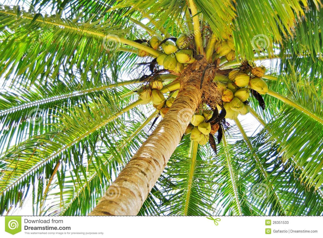 Palm Tree On The Beach Full Of Fruit