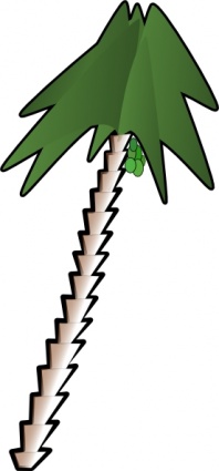 Palm Tree Palmera Planta Inclinada Coco Fechas Im Genes Predise Adas    