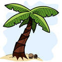 Palmera Tropical Con Cocos  Ilustraci N De Vector De Sketch Dibujo