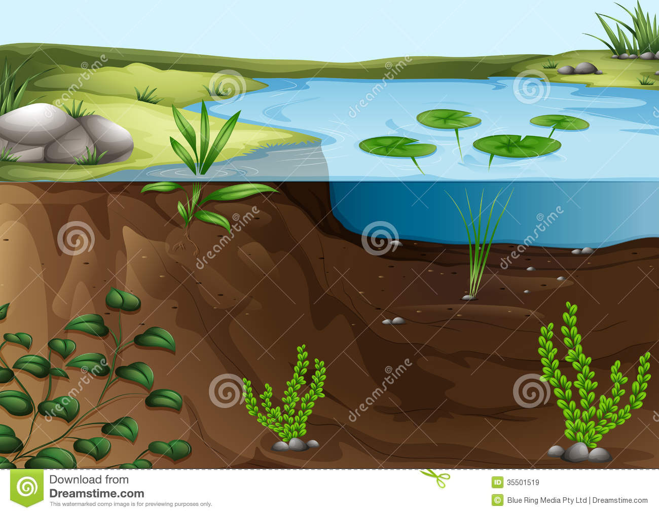 Pond Ecosystem Royalty Free Stock Images   Image  35501519