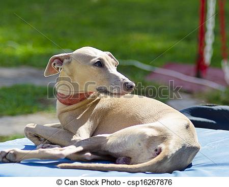 Small Fawn   Brown Italian Greyhound Dog Lying Down  Grey Hounds Are