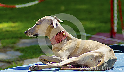 Small Fawn   Brown Italian Greyhound Dog Lying Down  Grey Hounds Are