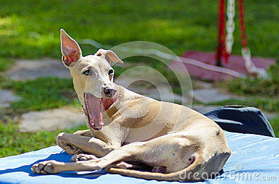 Small Fawn   Brown Italian Greyhound Dog Lying Down Yawning  Grey    