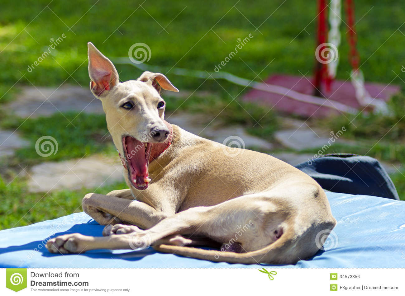 Small Fawn   Brown Italian Greyhound Dog Lying Down Yawning  Grey