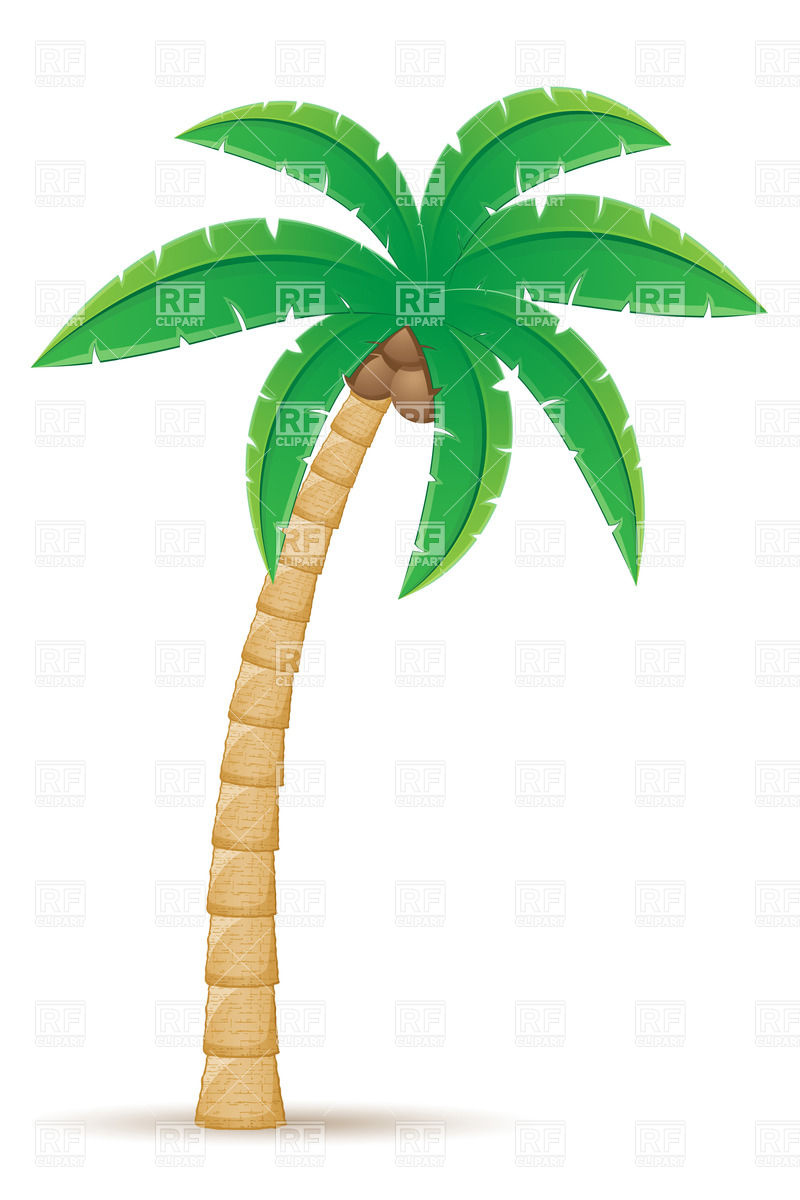 Tropical Coconut Palm Tree Isolated On White Background 31954 Travel