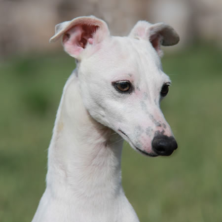 White And Fawn Italian Greyhound White Male Akc Registered
