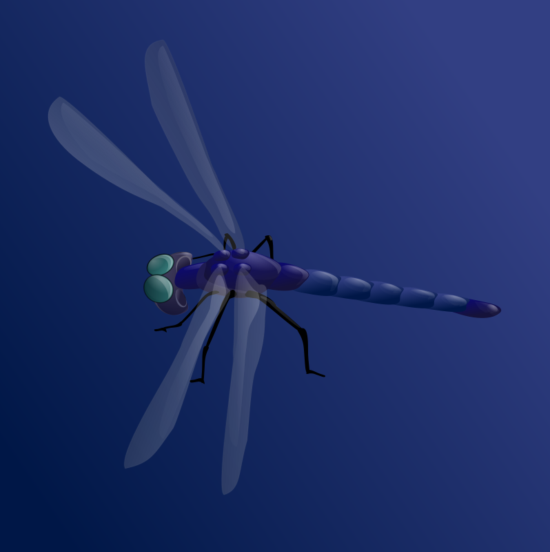 Blue Dragonfly By Anonymous  