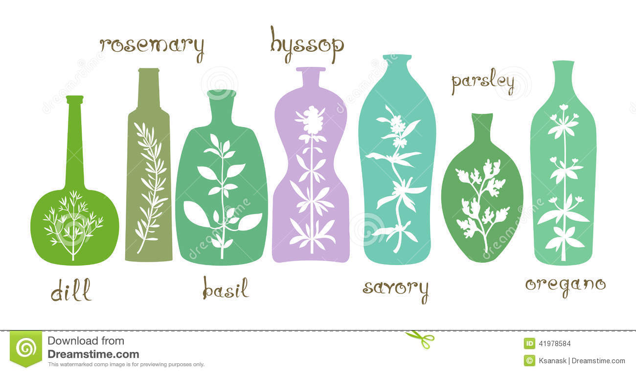 Aromatic Herbs Essentials Stock Vector   Image  41978584