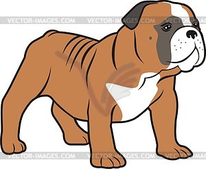 Bulldog   Vector Clipart