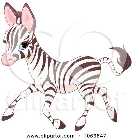 Cute Baby Zebra Running