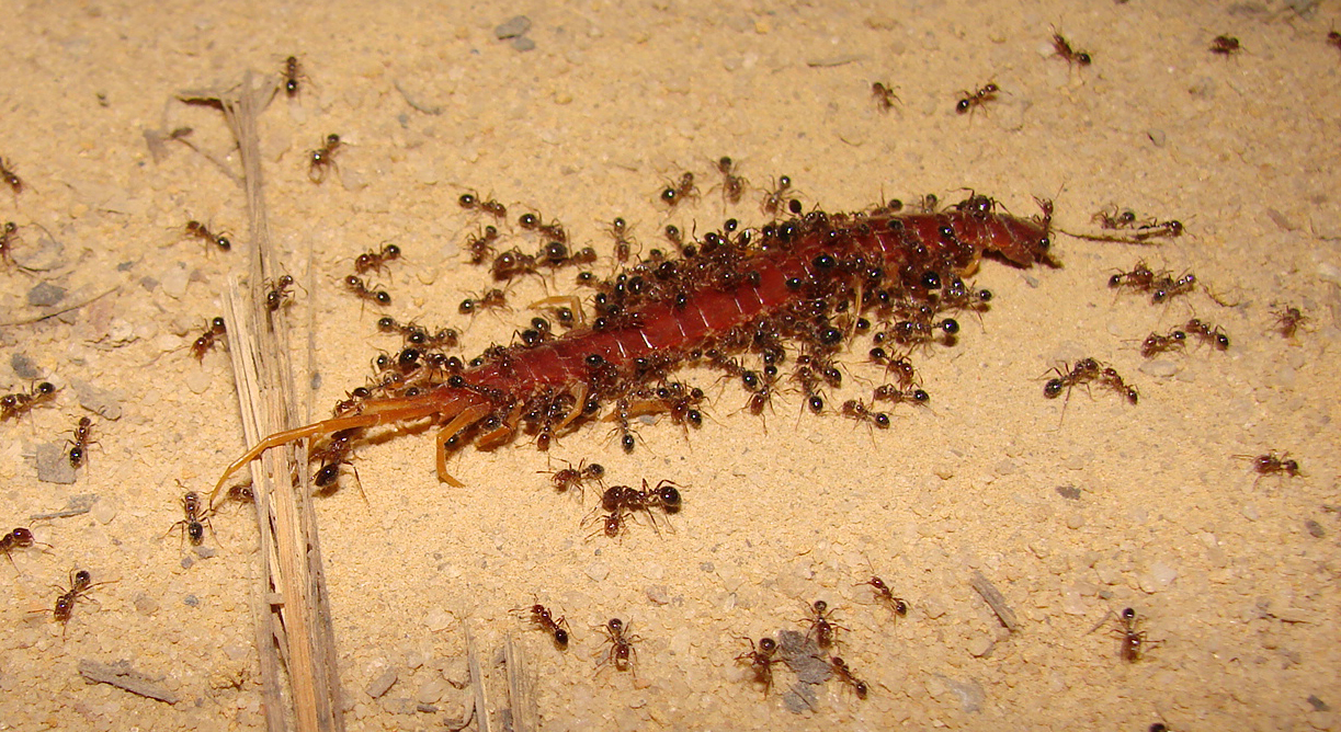Evolve To Escape Attacks By Fire Ants   Eberly College Of Science