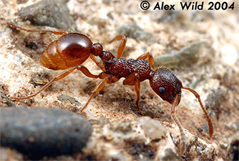 Fire Ant Is An Aggressive Swarming Ant