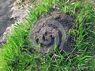 Fire Ant Mound Surround By Green Grass
