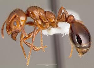 Fire Ant Worker